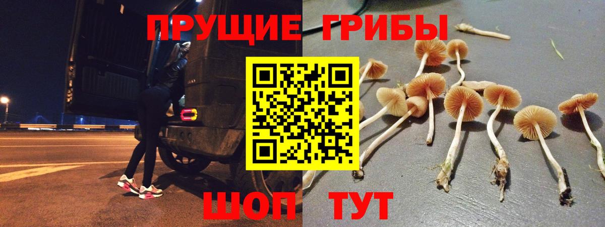 Галлюциногенные грибы Psilocybine cubensis Светлоград